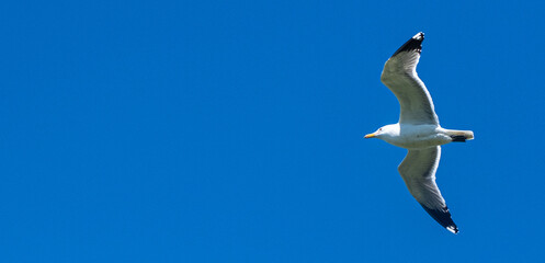 Obraz premium Seagull in Flight Seen from Below with Wings Fully Extended Against a Clear Blue Sky