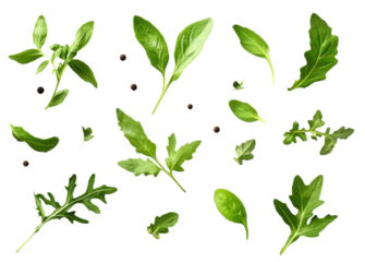 Collection of fresh herb leaves. arugula and basil Spices- herbs on a white table. PNG Food background design element with transparent shadow on transparent background.