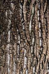 Closeup texture of natural tree bark background. Rough surface of trunk. Green moss on natural wood.