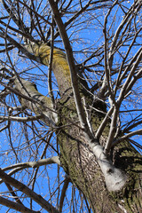 Tree trunk and leafless tree branches with white buds against the blue sky in a sunny day. Bare tree in early spring background.	