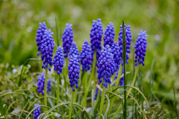 Blue flowers of muscari in grass closeup