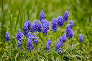 Blue flowers of muscari in grass closeup