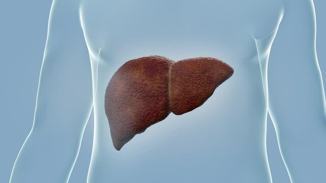 Drug molecules treat cirrhosis, hepatitis and liver damage,3d animation.