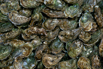 Oysters background, Raw oysters at the seafood market top view