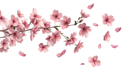 PNG Few cherry blossom on branch blowing by air blossoms flowers petals.