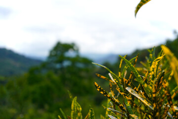 Vibrant Codiaeum variegatum, Petra croton, variegated plant leaf, leaves, garden, landscaping © Jeffrey