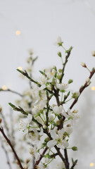 cherry branches with flowers