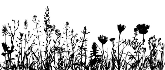 Grass with herbs and wild flowers. Vector isolated silhouette of floral meadow. Horizontal border. © KsanaGraphica