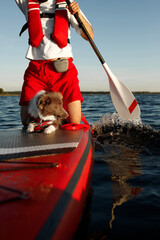 Border Collie puppy in red life jacket for animals swimming on a river on a red SUP board along with his owner in a white t-shirt, red shorts and life jacket who holds a paddle on a sunny morning dawn