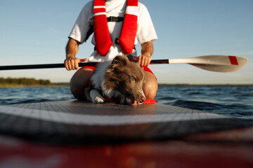 Border Collie puppy in red life jacket for animals swimming on a river on a red SUP board along...