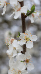 Obraz premium apricot branch with flowers