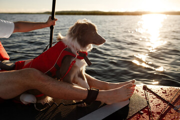 Border Collie puppy in red life jacket for animals swimming on a river on a red SUP board along...