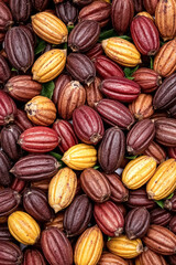 Fototapeta premium colorful array of cocoa pods ready for harvest