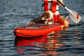 Border Collie puppy in red life jacket for animals swimming on a river on a red SUP board along...