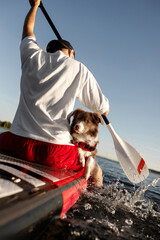 Border Collie puppy in red life jacket for animals swimming on a river on a red SUP board along...