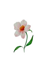 Obraz premium Delicate watercolor illustration of isolated pink flower with thin green stem and leaves on a white background. Great for spring design and decor, cards, prints, cover, painting.