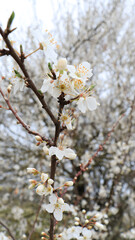 apricot branch with flowers