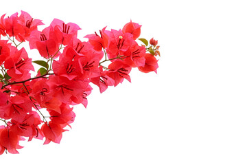 red bougainvillea flower isolated on white background