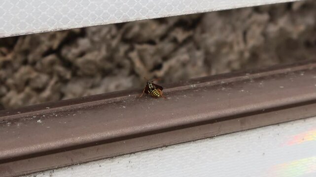 Gu&ecirc;pe en gros plan