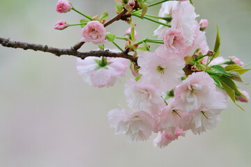 桜（一葉）
