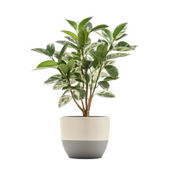 Modern Pot Houseplant on transparent background