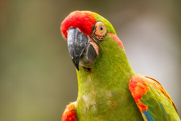 Red-fronted Macaw - Ara rubrogenys, beautiful large green and red macaw parrot endemic to forests and woodlands or Bolivia.