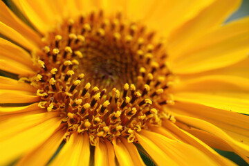 Close-up of vibrant yellow sunflower blooming in summer garden