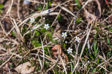 Androsace umbellata is a spring wildflower with white petals.