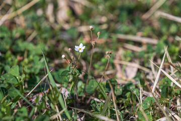Androsace umbellata is a spring wildflower with white petals.