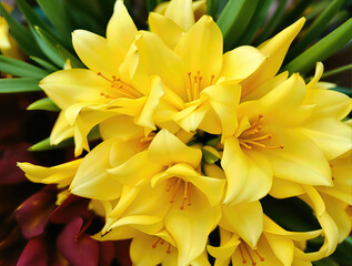 close-up of several vibrant yellow lilies in full bloom © lina