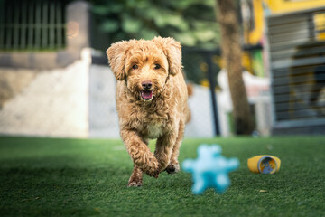 Playful brown poodle mix dog runs across green park grass towards a bright blue rubber toy, captured mid-chase in a joyful moment with trees and blurred fencing in the colorful background