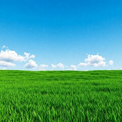 Fototapeta premium green field and blue sky