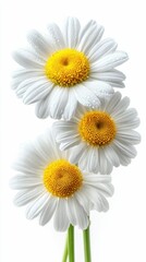 Fototapeta premium Three beautiful daisies with white petals and yellow centers, highlighted against a clean white backdrop.