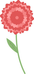 red carnation flower