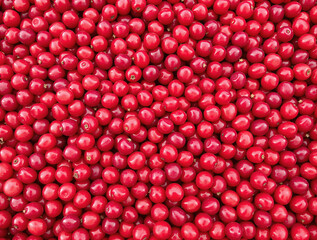 profusion of ripe red cherries