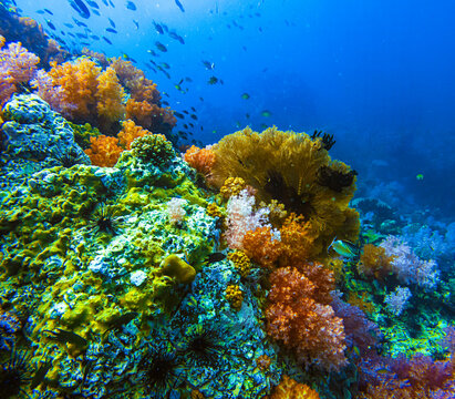 Jabang Canal, a snorkeling spot. The main highlight is the seven-colored coral, a group of beautiful colorful corals on underwater rocks, Koh Lipe, Tarutao National Park, Satun Province, Thailand.