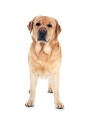adult labrador retriever