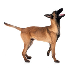 young malinois in studio