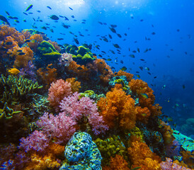 Jabang Canal, a snorkeling spot. The main highlight is the seven-colored coral, a group of beautiful colorful corals on underwater rocks, Koh Lipe, Tarutao National Park, Satun Province, Thailand.