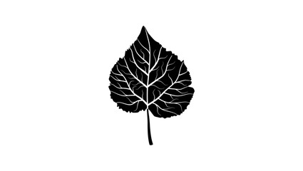Gympie Gympie leaf, black isolated silhouette