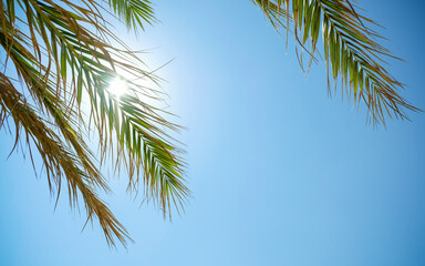 Leaf of palm against a sky and morning sun, summer background