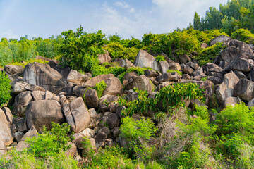 Rocks overgrown with vegetation.
Tropical jungles in Vietnam. 