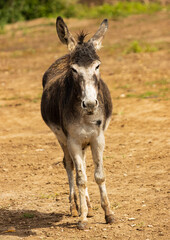A donkey is standing in a field