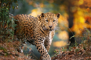 a leopard in the desert hunting for prey