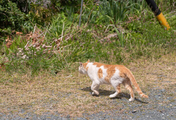 屋外を歩く可愛い野良猫