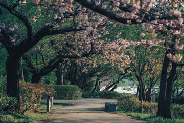 Naklejka premium Springtime cherry blossom path tranquil park landscape photography serene environment nature concept