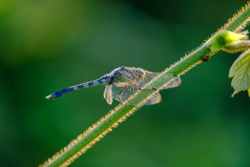 緑の背景に佇む青いトンボ