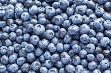 Fresh blueberry background texture. Close up.