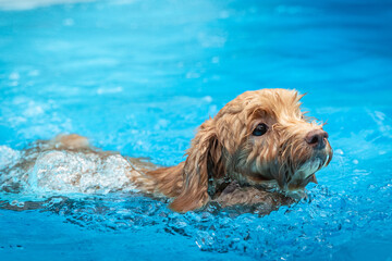 A curly brown poodle mix dog swims through clear blue water with wet fur and focused expression, captured mid-motion in a vibrant outdoor pool surrounded by natural park background
