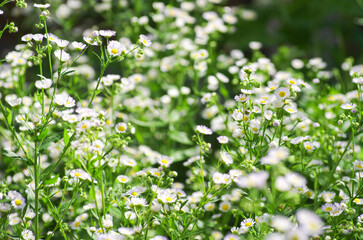 abstract blossom flowers on field